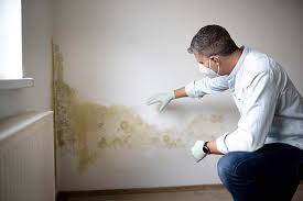 Why You Should Choose Our Mold Remediation Services in Erie, CO